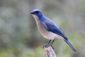 Aphelocoma wollweberi